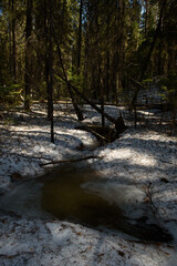 A forest stream  in the spring forest.