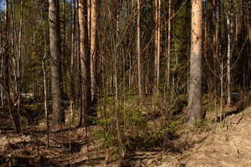 Nature in the middle of spring in the taiga forest.