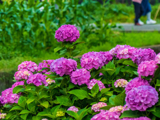 紫陽花のある風景