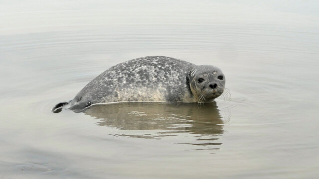 Seal pup in a lagoon in Iceland