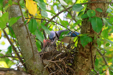 Blue Jay Mom Feeding Chicks