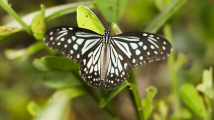 close-up shot of a glassy tiger butterfly perching on a green plant with its wings spread in the butterfly garden
