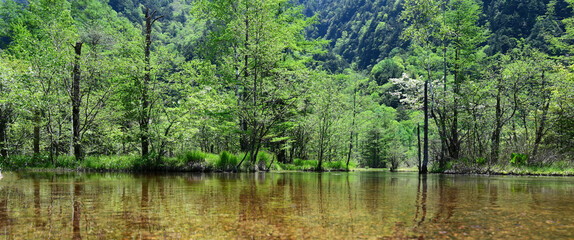 六百山や霞沢岳の伏流水が湧き水となって溜まり、緩やかに流れる長野の上高地・田代池の美しい初夏の風景