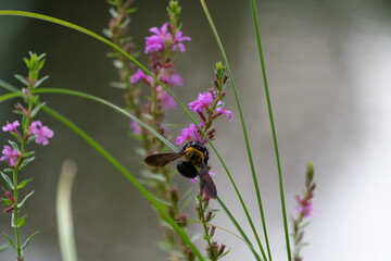 Bumblebee sucking nectar from a flower