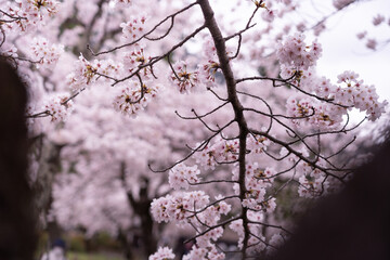 Cherry blossoms in Arashiyama, Kyoto