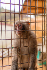 Japanese macaques at Arashiyama in Kyoto beg tourists for food.