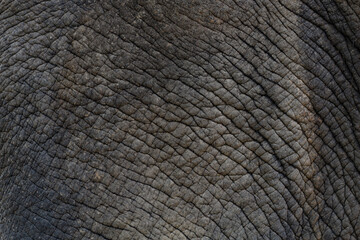 Naklejka premium Close up The elephant Skin is big wildlift animal for texture and pattern skin