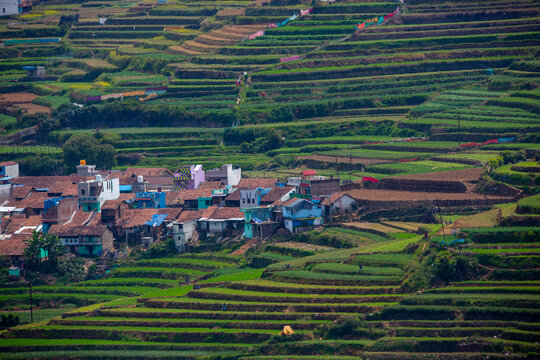 teras farming in india asia