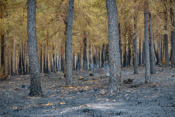 Incendio el la sierra de la Culebra en Zamora España	