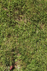 Lawn in the morning light green, lawn with weeds.texture Light colored lawn.