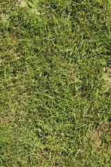 Lawn in the morning light green, lawn with weeds.texture Light colored lawn.