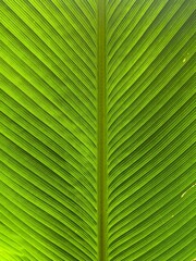 green palm leaf