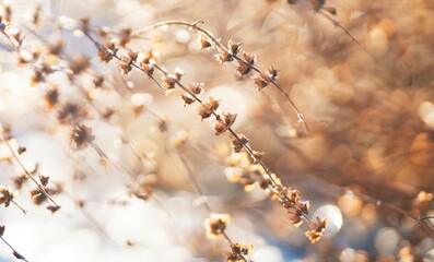 Dried perilla flower with blurred background. Selective focus