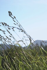 Grass flowers are blowing in the wind in a meadow against a dark sky background.