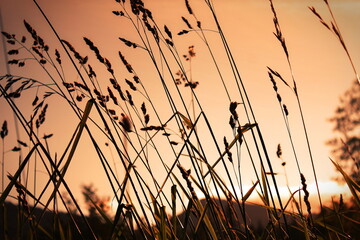 Fototapeta premium The grass flowers were blowing in the evening wind with an orange glow. The background is an orange sky with blurry mountains.