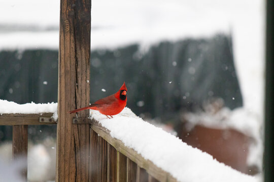 Pretty red cardinal sitting on my deck railing while I take a picture of him sitting in the snow in the winter in Pennsylvania