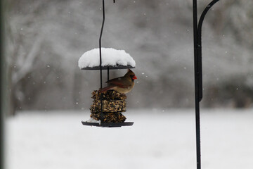 Female cardinal sitting on seed cake getting shelter from the snow in the winter