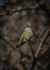 Anna's hummingbird perched on branch very colorful