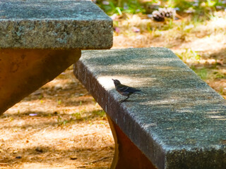 bird on a bench
