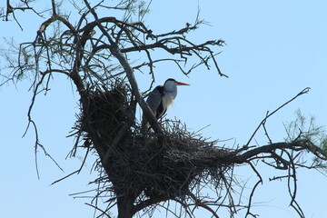 Grey Heron in Camargue