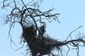 Grey Heron in Camargue