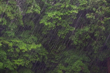 どしゃ降り
