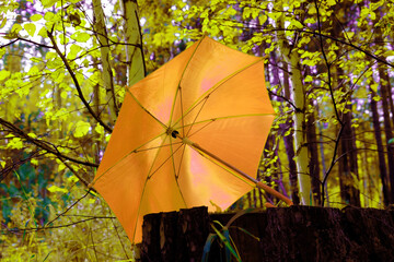 Autumn season. Autumn mood. Orange umbrella on a rotten tree stump in the autumn forest