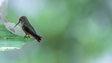 Ann's hummingbird perched at feeder with green theme