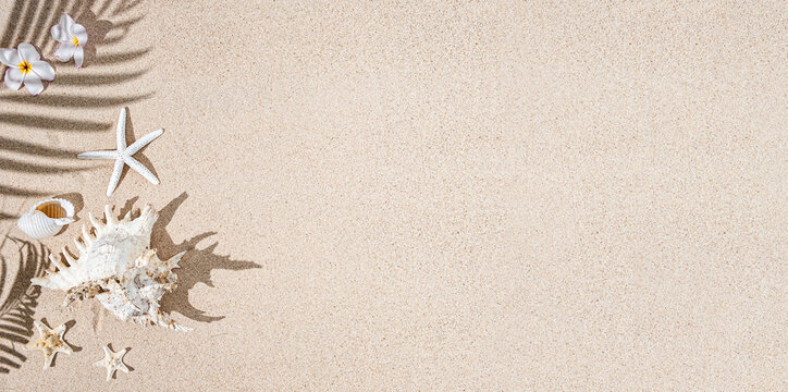 Large White Sea shells and star fish  on  sand with palm tree  shadows. Tropical background summer concept, banner