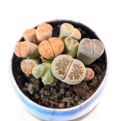 多肉植物、生きた宝石とも呼ばれるリトープス（メセン）の葉【白背景】