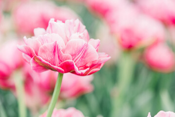 Fototapeta premium Beautiful pink and white floral bloom with bokeh