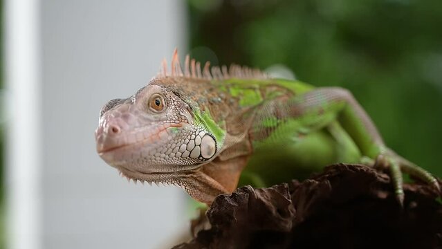 lizard, animal, green lizard with blur background
