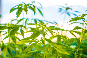 Medicinal hemp bushes in an industrial greenhouse. Commercial Growth Of Cannabis