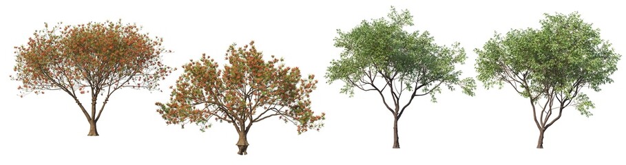 A tree with flowers on a white background.