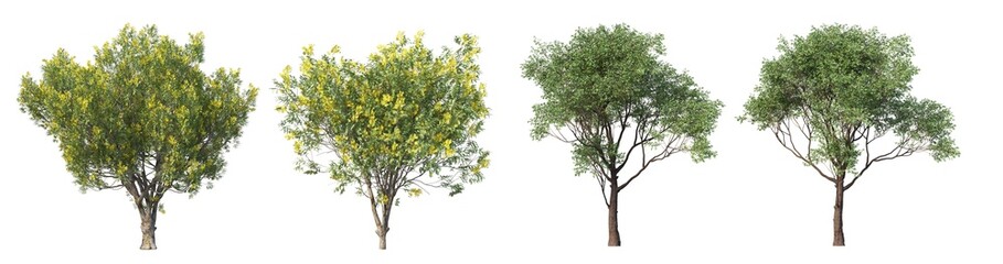 A tree with flowers on a white background.