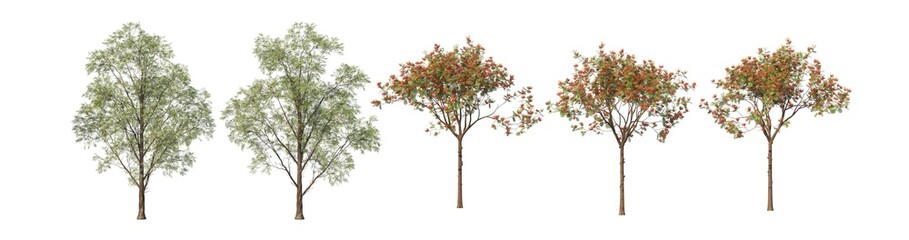 Obraz premium A tree with flowers on a white background.