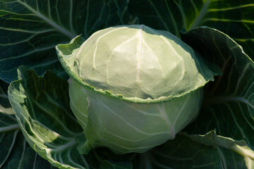 One head of cabbage growing in the garden, the concept of organic vegetable harvest, top view,...