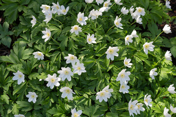 White anemone flowers in the flower garden white anemone flowers in the flower garden