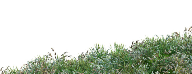 Fototapeta premium Grass blossoms on a white background