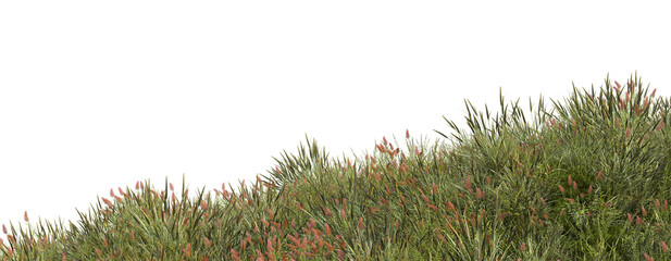 Fototapeta premium Grass blossoms on a white background
