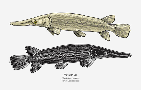 Hand drawn vector illustration of Alligator Gar fish.