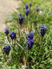 lavender flowers in the field