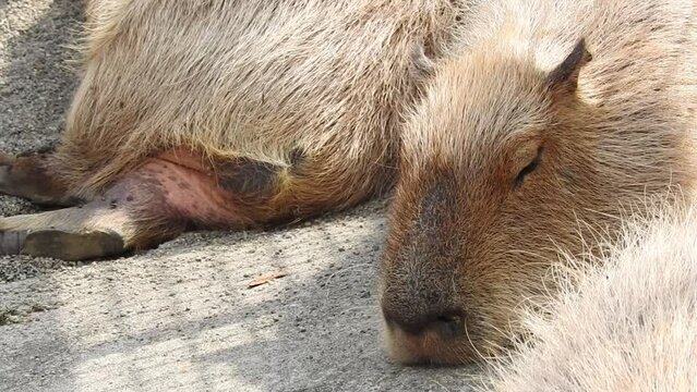 カピバラはネズミの仲間のなかで最大種。体長は約80cm、体重は最大50～60kgにもなります。