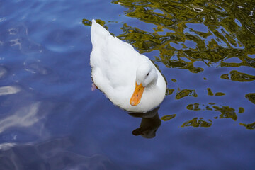 Duck at Hiratsuka Hachimangu in Kanagawa, Japan