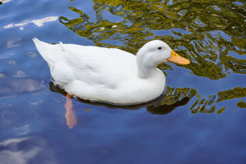 Duck at Hiratsuka Hachimangu in Kanagawa, Japan