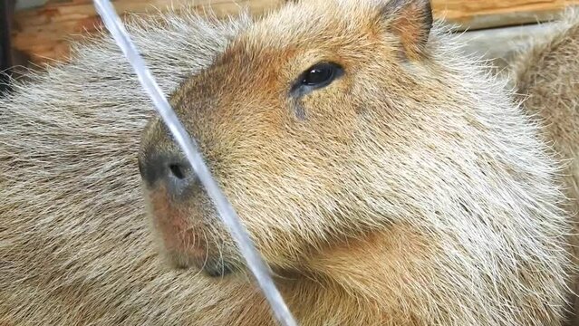 カピバラはネズミの仲間のなかで最大種。体長は約80cm、体重は最大50～60kgにもなります。