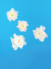 White flowers floating on an abstract blue background.