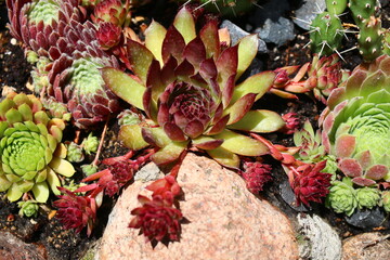 Rojnik ogrodowy Sempervivum brązowy