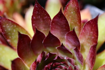 Rojnik ogrodowy Sempervivum brązowy