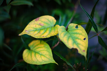 紅葉した葉っぱ